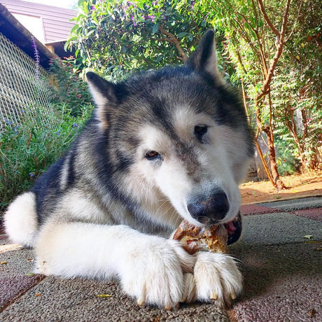 Beef Shin Bones vs. Femur Bones: Which Is Better for Your Dog?