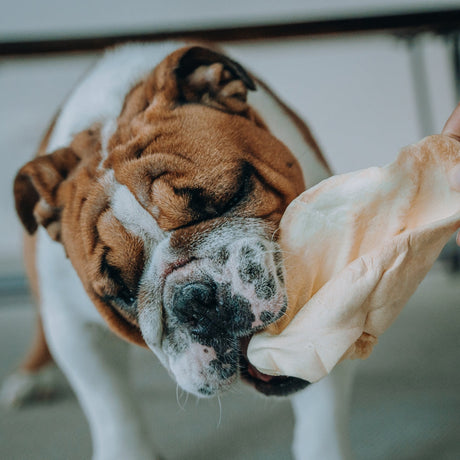 Low-Calorie Treats for Weight Management: What to Look For