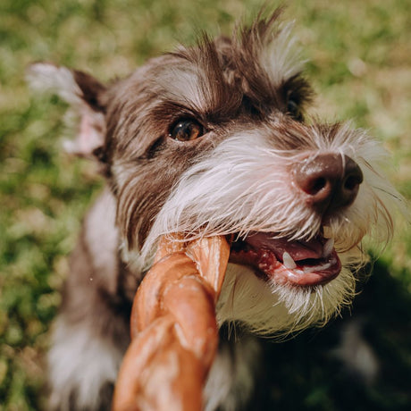 Why Braided Dog Chews Are a Must-Have for Healthy, Happy Chewers