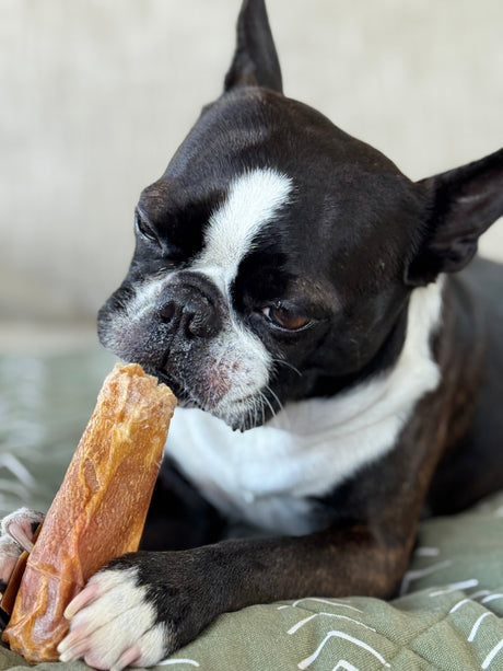 A Complete Buyer’s Guide to Cow Ears for Dogs