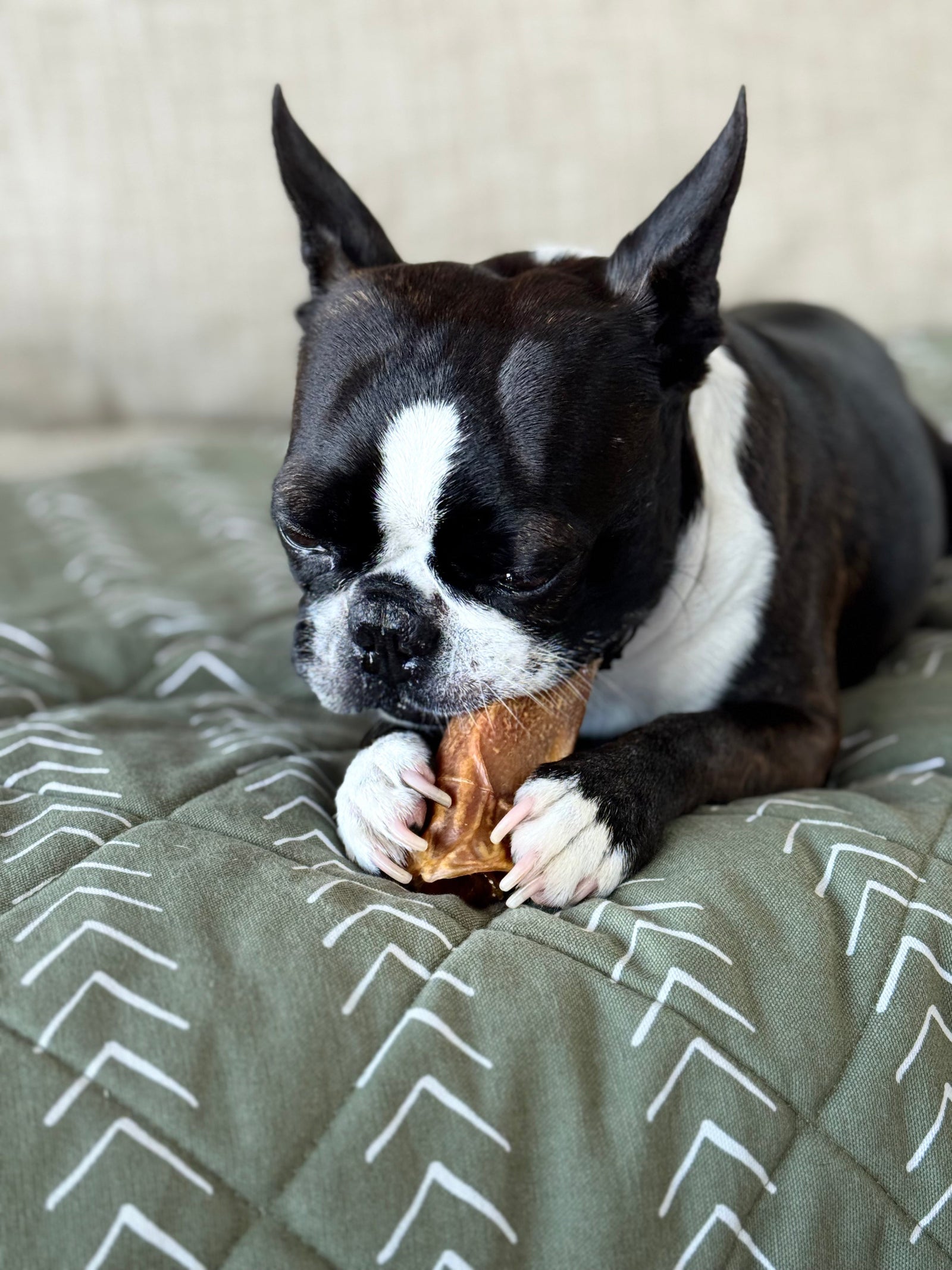 Beef Tendon vs. Pig Ear: Comparing the Top Joint-Support Chews