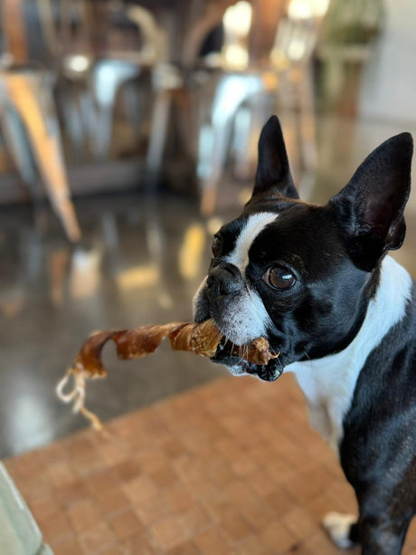 Best Natural Treats for Brachycephalic Dogs