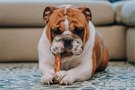 The Benefits of Gullet-Derived Natural Treats for Dogs