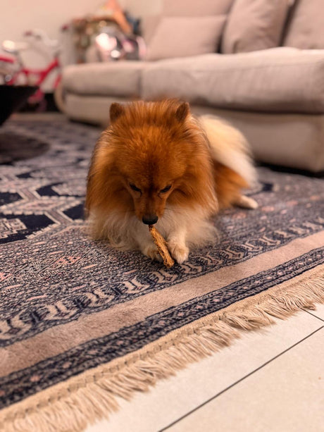 Memorial Day Weekend Picks: The Best Single-Ingredient Treats for Dogs with Sensitive Stomachs