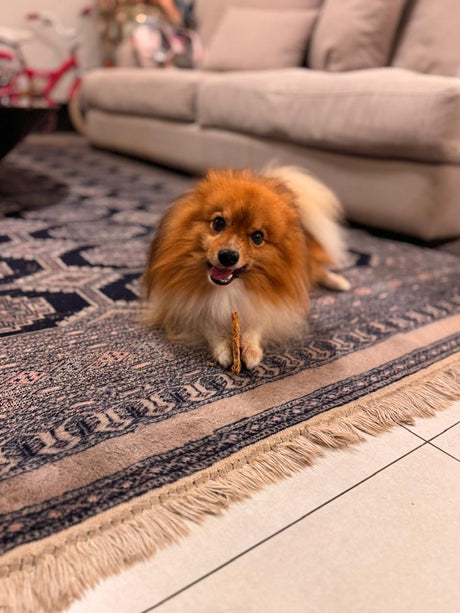 Choosing the Best High-Protein Treats for Dogs: Chicken Burgers vs. Beef Burgers