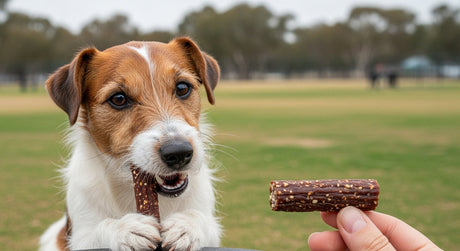 What Is the Ideal Treat for a Walk in the Dog Park?