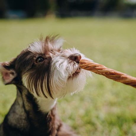 The Best Dog Training Treats from Alfie's Dog Treats